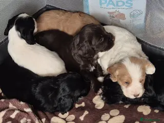 Cocker Spaniel dogs Working cocker spaniel puppys - Advert 1