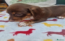 Miniature Dachshund dogs for sale: 🐾 Miniature Dachshund Puppies for Sale 🐾 - Image 33