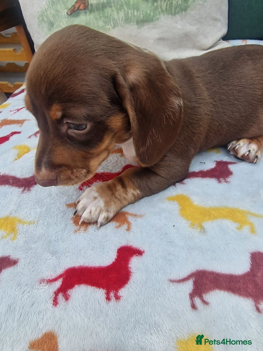 Miniature Dachshund dogs for sale: 🐾 Miniature Dachshund Puppies for Sale 🐾 - Image 33