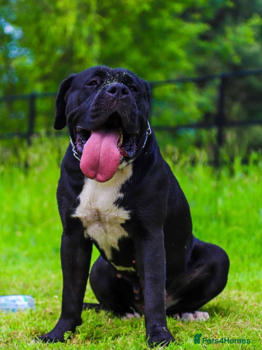 Mastiff dogs Mastiff X Cross looking for a new home. - Advert 7