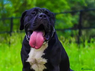 Mastiff dogs Mastiff X Cross looking for a new home. - Advert 7