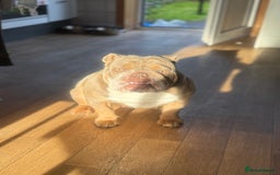 English Bulldog dogs for sale: 2 year old KC English Bulldog  - Image 2