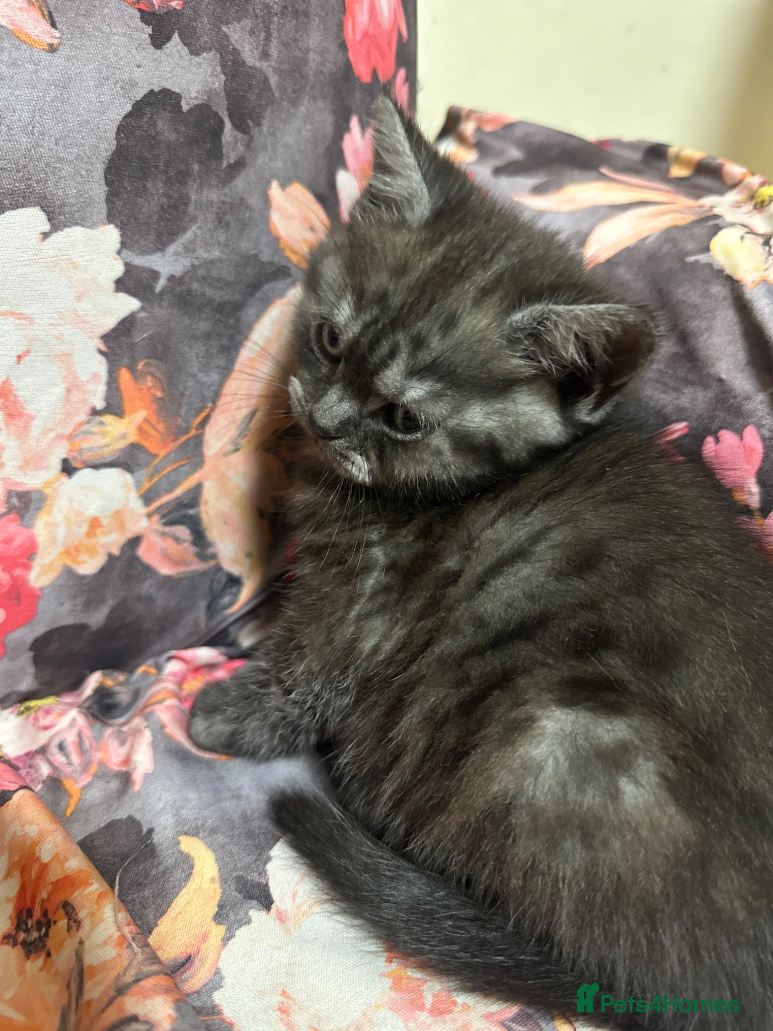 British Shorthair cats for sale: 2 remaining BSH kittens  - Advert 9