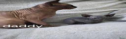 Mixed Breed cats for sale: Mixed sphinx kittens for sale  in Rotherham - Advert 24