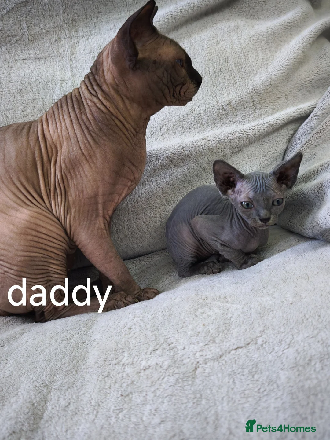 Mixed Breed cats for sale: Mixed sphinx kittens for sale  in Rotherham - Advert 24