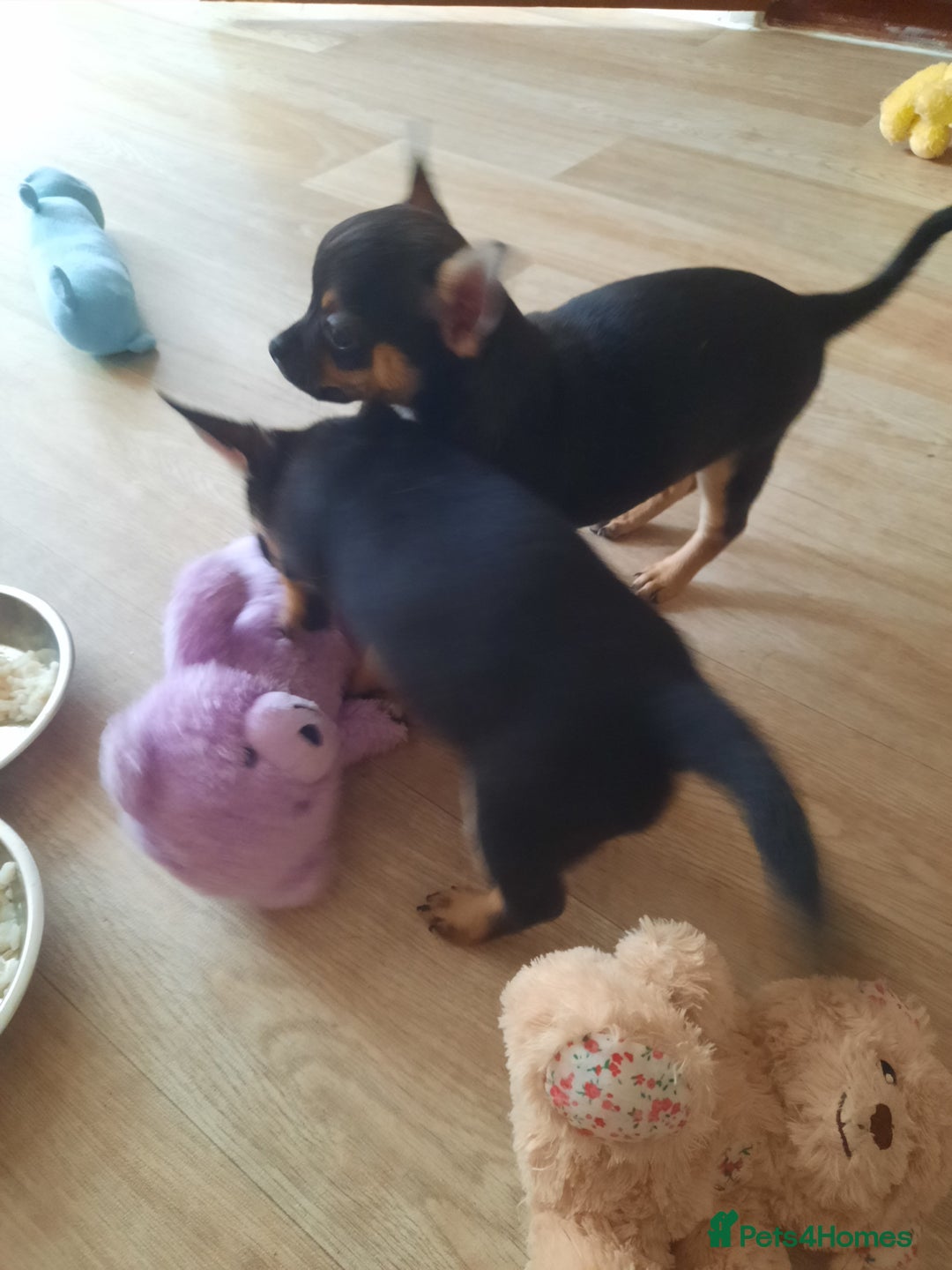 Chihuahua dogs for sale: Lovely chihuahua puppies! - Image 5