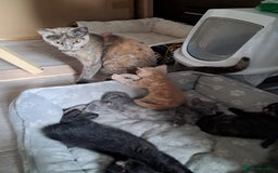 British Shorthair cats for sale: Gorgeous 8 week old kittens  - Image 9