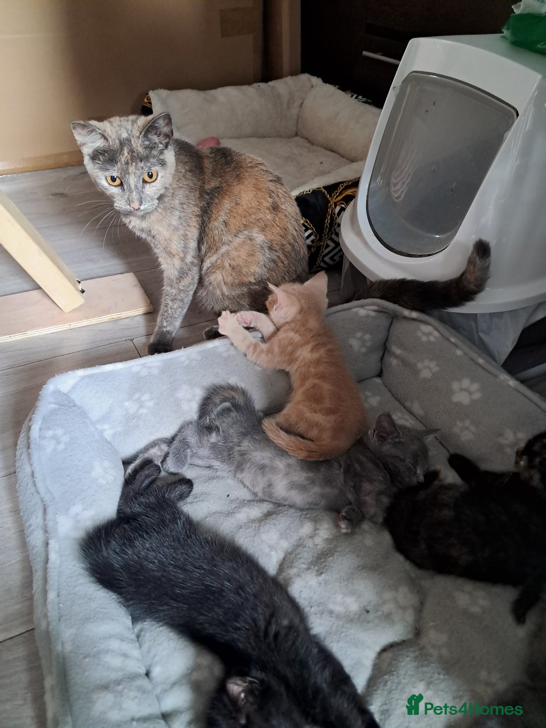 British Shorthair cats for sale: Gorgeous 8 week old kittens  - Image 9