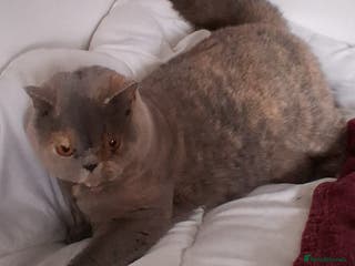 British Shorthair cats Blue Cream Female British shorthair adult - Advert 6