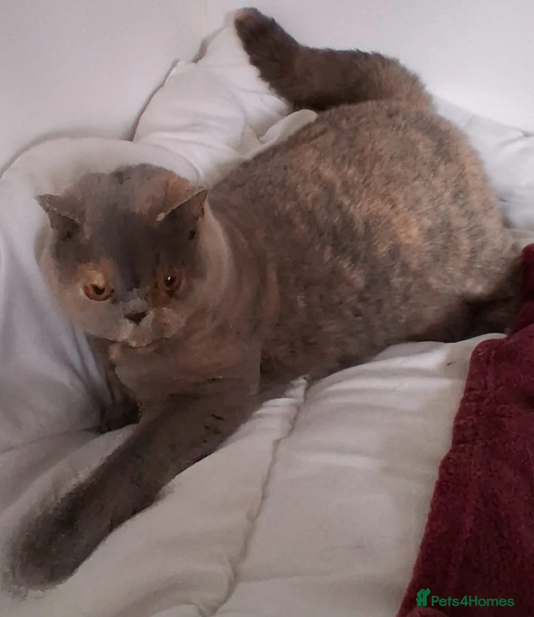 British Shorthair cats for sale: Blue Cream Female British shorthair adult  - Advert 1