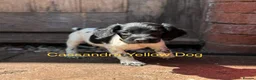 English Springer Spaniel dogs for sale: KC reg ESS pups sire OFTAW  - Advert 7