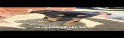 Jack Chi dogs for sale: Jack chi cross terrior  - Advert 1