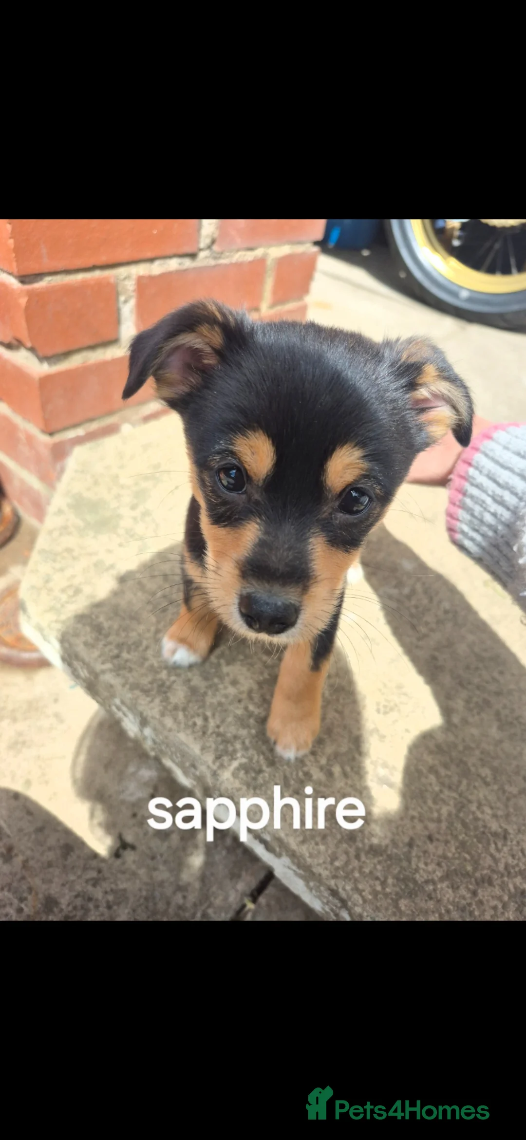 Jack Chi dogs for sale: Jack chi cross terrior  - Advert 1