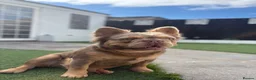 French Bulldog dogs for stud: KING KALI 👑 Fluffy French Bulldog stud - Advert 5
