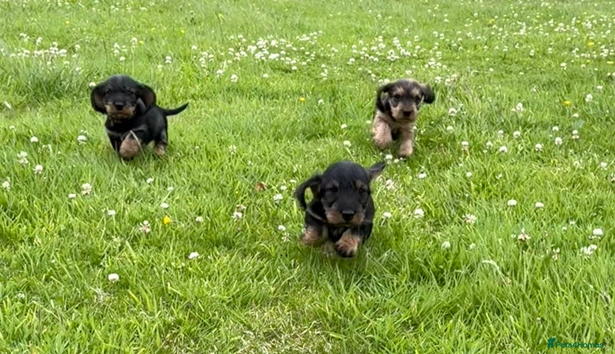 Dachshund dogs Beautiful Pedigree Wire-Haired Dachshund Puppies - Advert 1