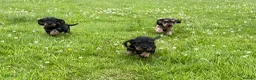 Dachshund dogs for sale: Standard Wire-Haired Dachshund Puppies - Advert 1