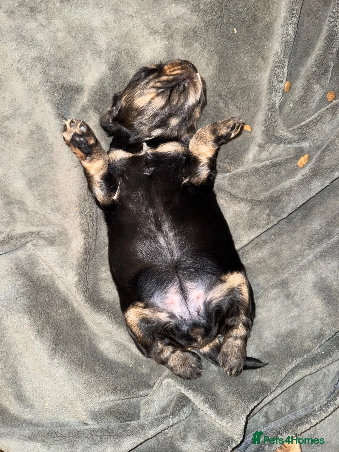 Cocker Spaniel dogs for sale: Show cocker spaniel in Stonehouse - Advert 2