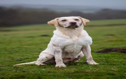 Labrador Retriever dogs for stud: Proven Yellow Labrador Gundog Stud - health tested in Chorley - Image 4