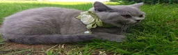 British Shorthair cats for sale: Ready to go. Gccf registered blue BSH kittens - Advert 11