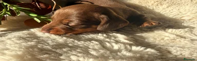 Miniature Dachshund 1