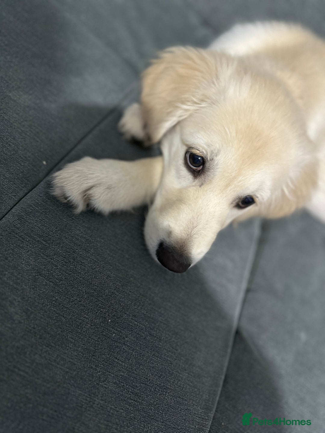 Golden Retriever dogs for sale: Golden retriever  - Advert 8