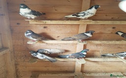 Pigeons birds for sale: Tumbler pigeons  - Image 3