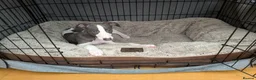 Whippet dogs for sale: Beautiful 12 week old pup seeking forever home - Advert 14