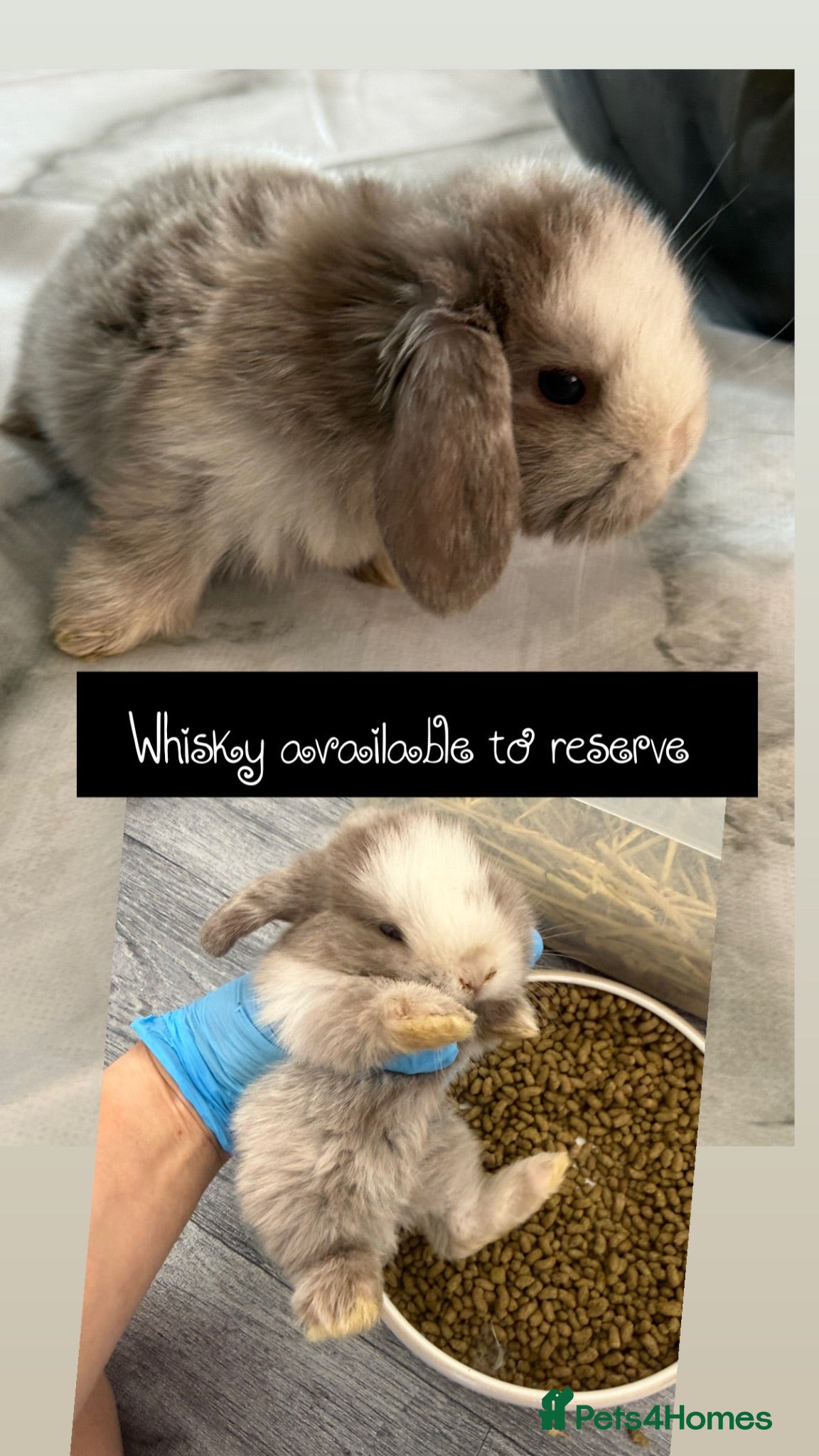 Mini Lop rabbits Please meet our gorgeous mini lops - Advert 2