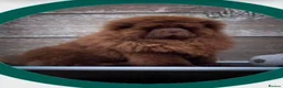 Chow Chow dogs for sale: 🧬 KC pure pedigree champion pups 🐻  - Advert 3