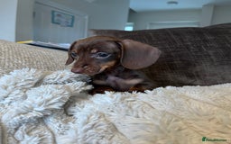 Miniature Dachshund dogs for sale: READY TO LEAVE NOW - Image 2