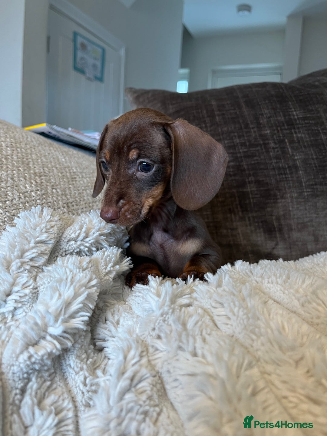 Miniature Dachshund dogs for sale: READY TO LEAVE NOW - Image 2