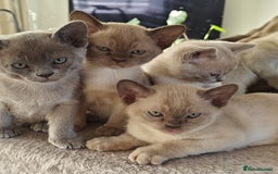 Burmese cats for sale: Lilac girl and chocolate boy - Advert 1