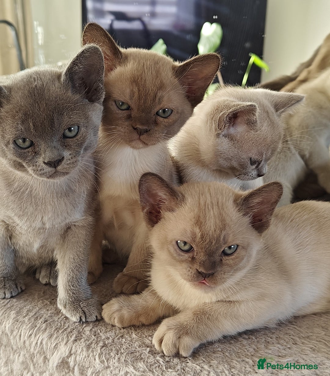 Burmese cats for sale: Lilac girl and chocolate boy - Advert 1