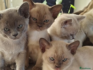 Burmese cats Lilac girl and chocolate boy - Advert 1