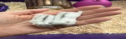 Hamster rodents for sale: 5 russian dwarf hamster pups - Advert 7