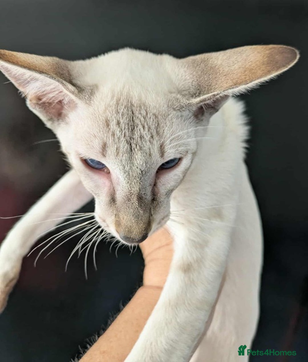 Siamese cats for sale: Siamese Kittens For Sale. - Image 12