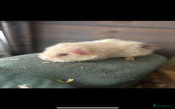 Guinea Pig rodents for sale: 4 guinea pigs - Image 3