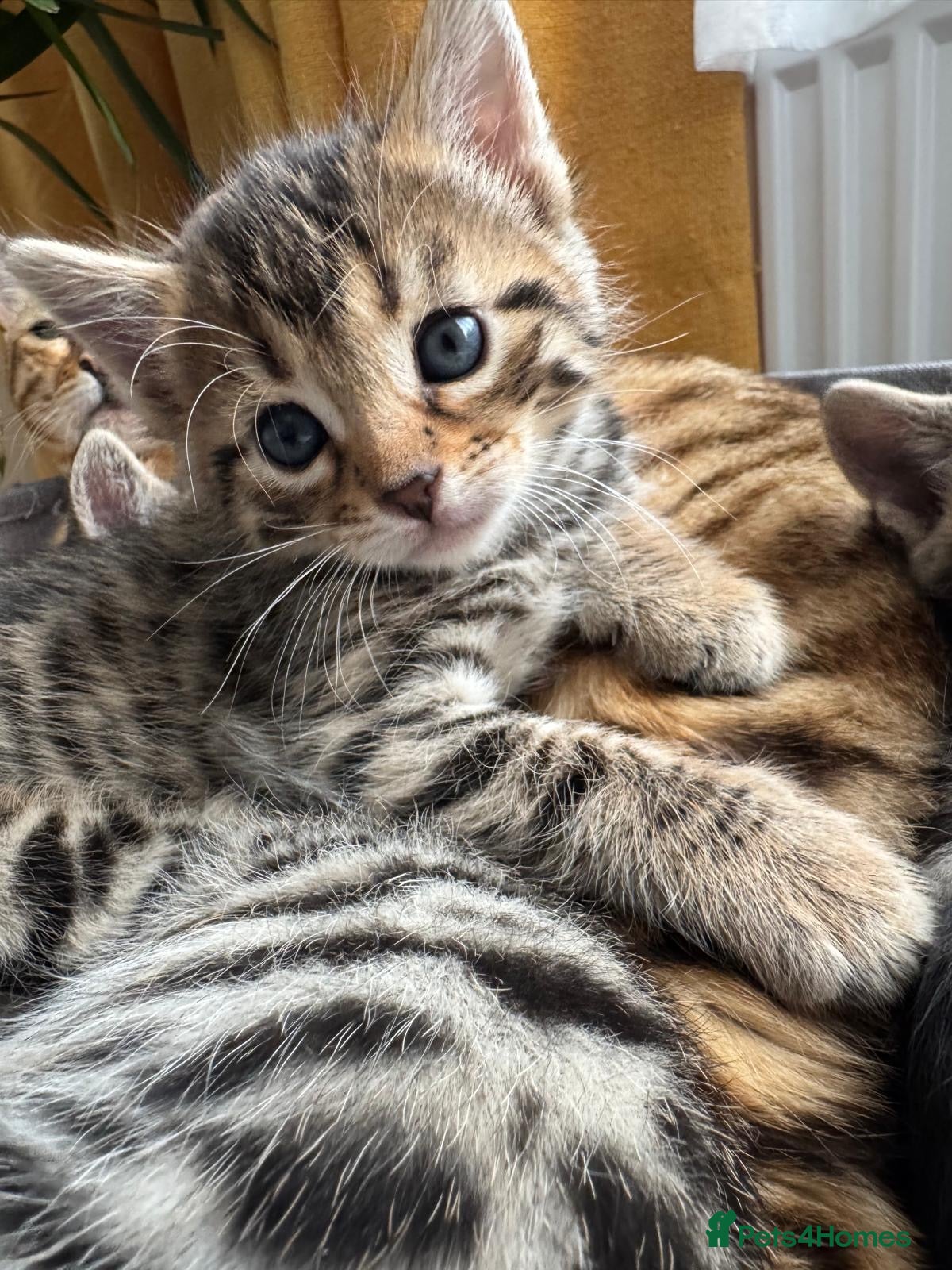 Bengal cats for sale: Adorable little creatures, bengals - Advert 14