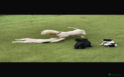 Cavapoo dogs for sale: Ready now Cavapoo puppies for sale  - Image 8