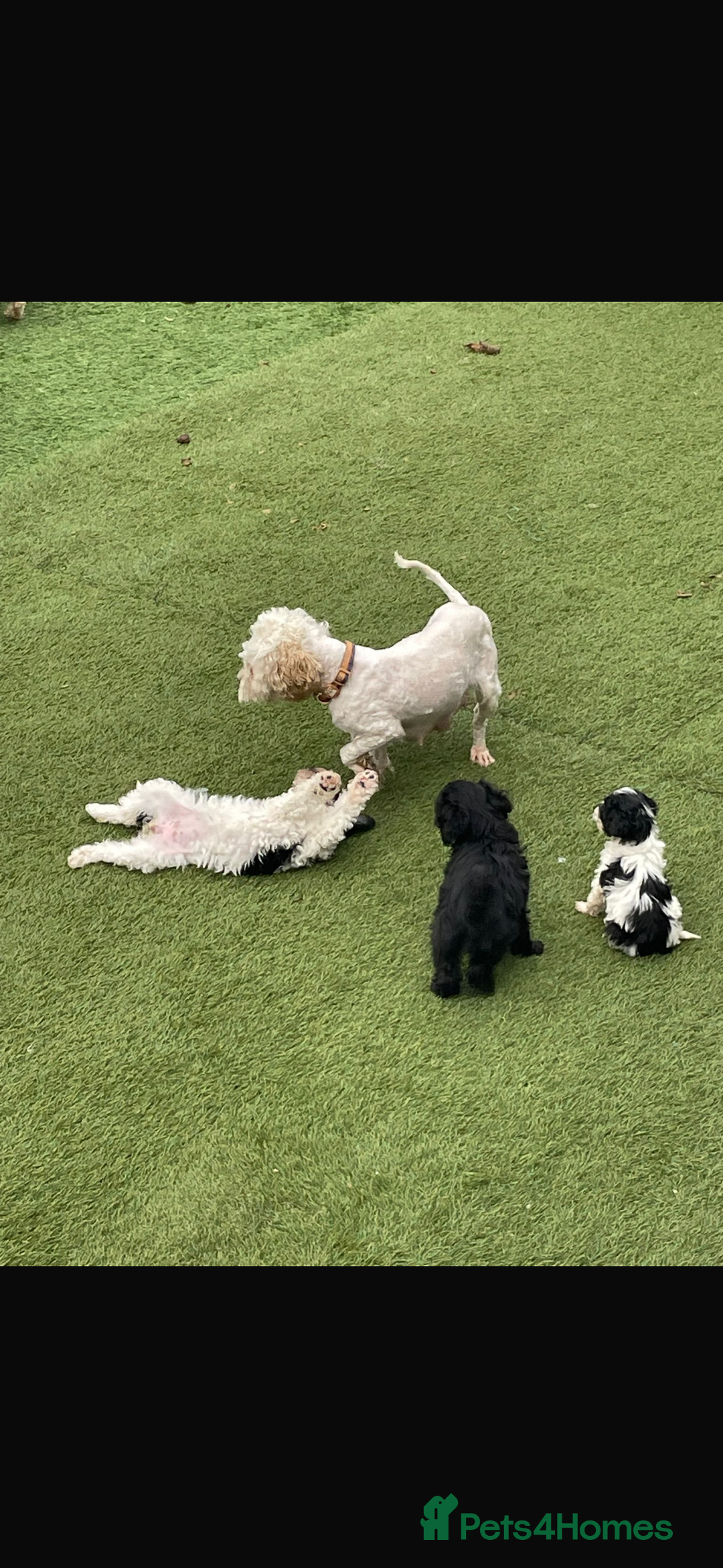 Cavapoo dogs for sale: Ready now Cavapoo puppies for sale  - Image 8