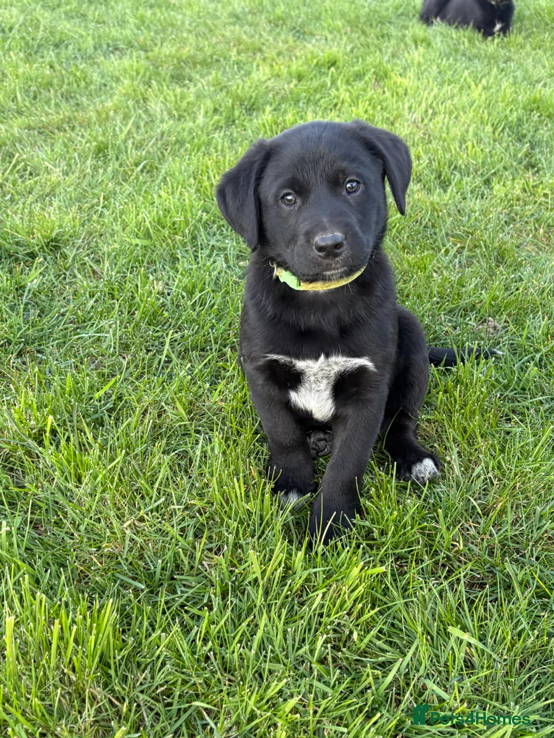 Borador dogs for sale: Borodor puppies perfect family dogs  - Advert 2