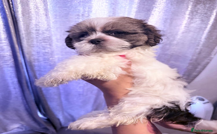 Shih Tzu dogs - Advert 4