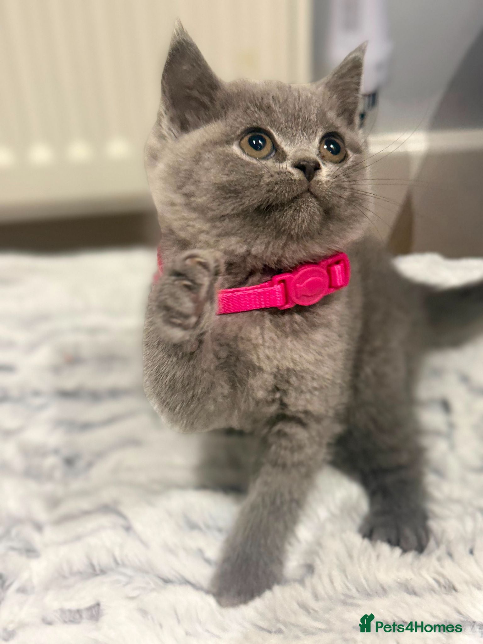 Scottish Fold cats 😍1 female 2 males stunning scottish breeds BSH😍 - Advert 16