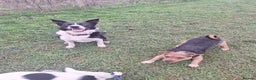 Patterjack dogs for stud: Jack Russell cross Patterdale for stud - Advert 10