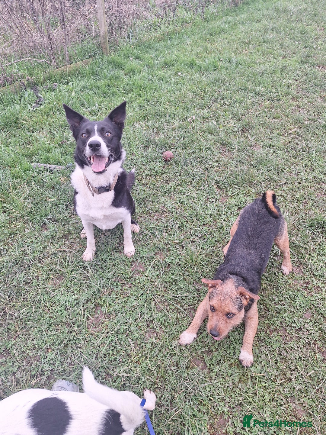 Patterjack dogs for stud: Jack Russell cross Patterdale for stud - Image 10