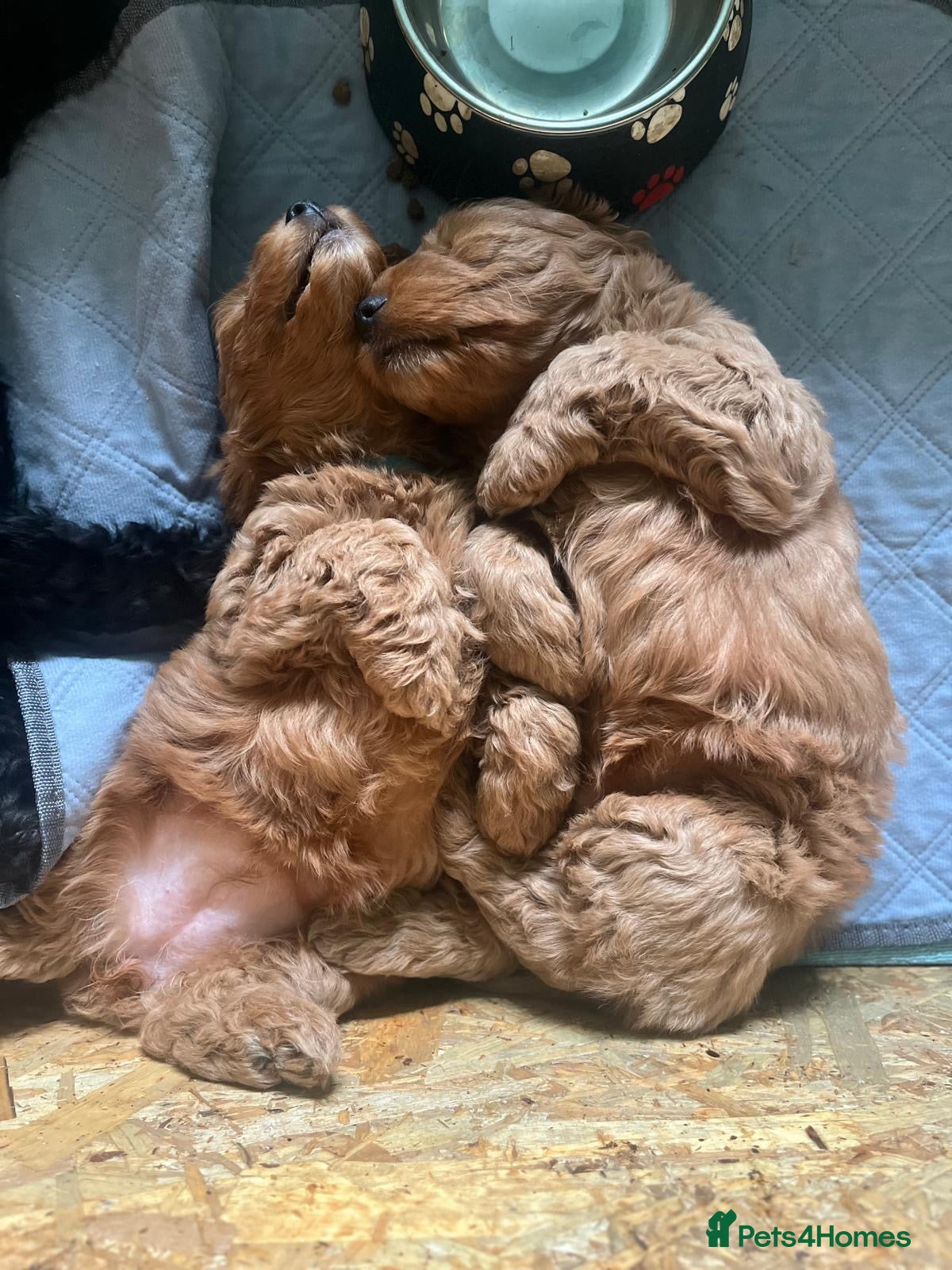Cockapoo dogs 2 golden cockapoo girls available  - Advert 1