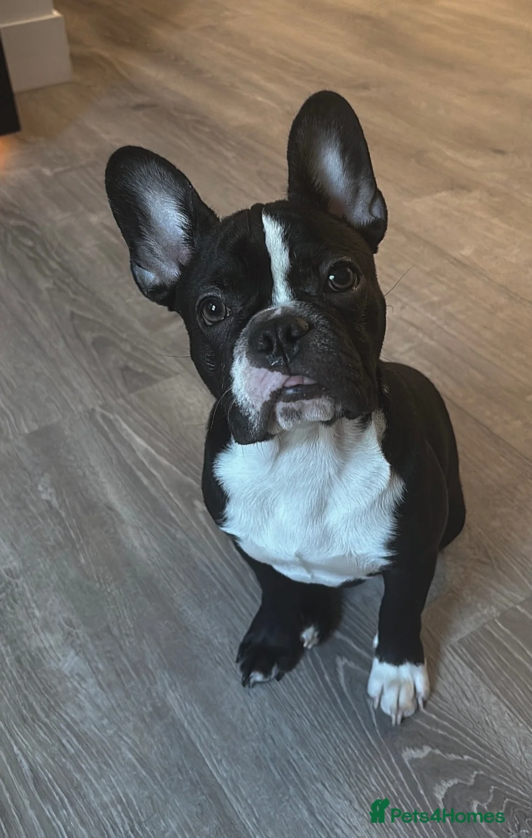 French Bulldog dogs for sale: Derek  - Advert 3