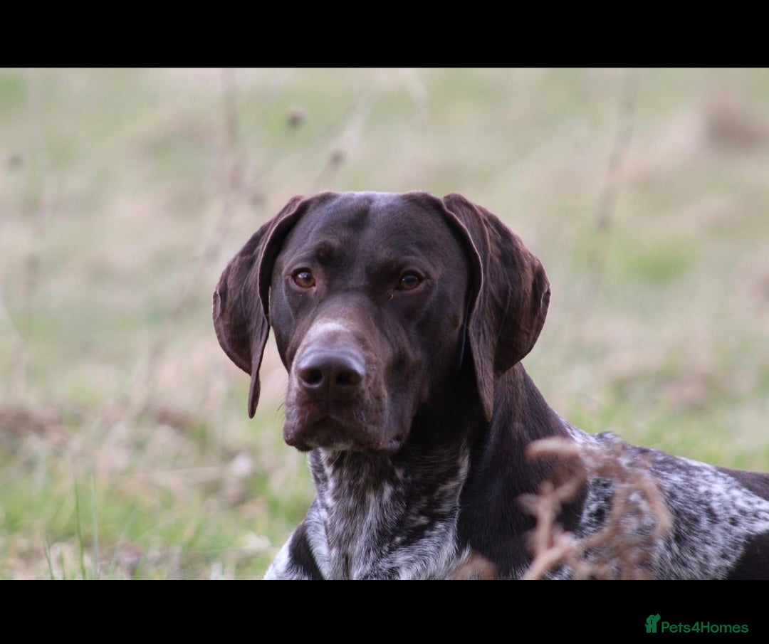 German Shorthaired Pointer dogs for sale: Beautiful GSP puppies. - Advert 14