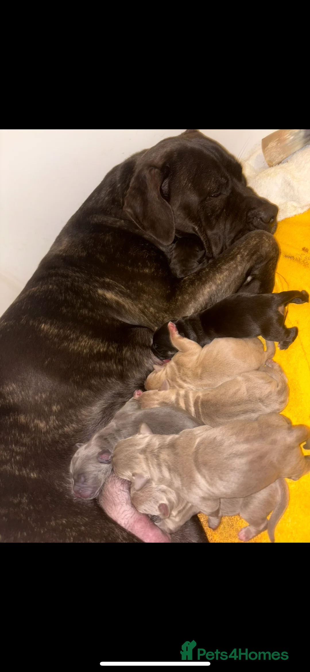 Mixed Breed dogs for sale: CaneCorso X Bully puppy’s  - Advert 13