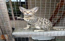 Savannah cats for sale: Savannah F4 girl kittens - Image 28